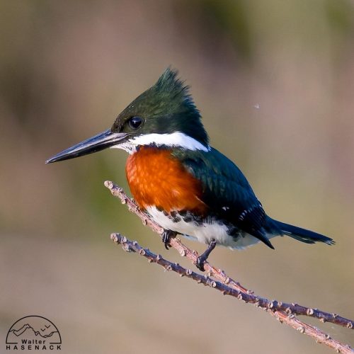 Aves-Tupancy Wallter-Hasenack-1 (1)
