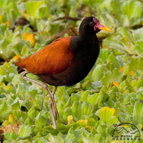 Aves-Tupancy Wallter-Hasenack-2 (1)