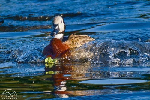 Aves-Tupancy Wallter-Hasenack-3