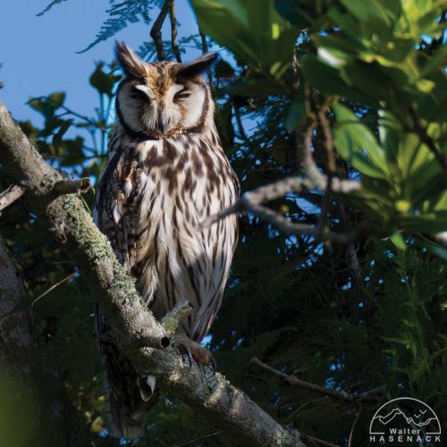 Aves-Tupancy Wallter-Hasenack-4