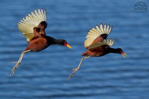 Aves-Tupancy Wallter-Hasenack-5