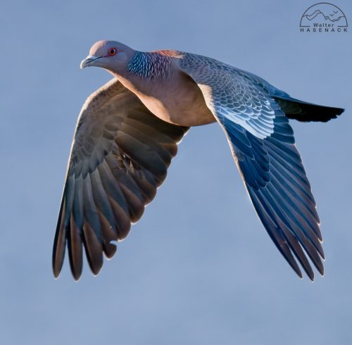 Aves-Tupancy Wallter-Hasenack-6