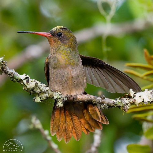 Aves-Tupancy Wallter-Hasenack-7