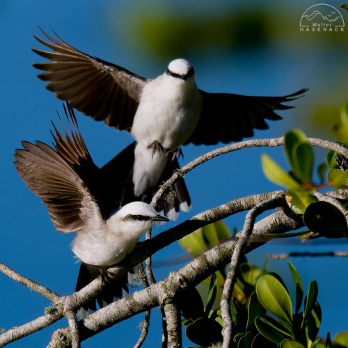 Aves-Tupancy Wallter-Hasenack