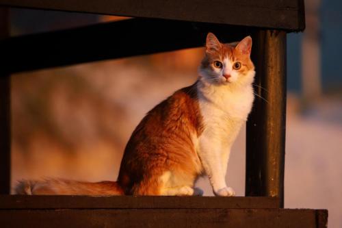 Gata-Prince-Divulgacao-ASCOM-2