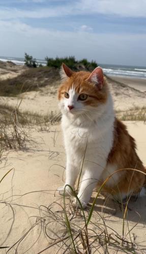 Gata-Prince-Divulgacao-ASCOM-7